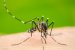 Dengue Outbreaks Rise in Americas Due to Climate Change