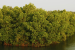 Mangroves in South India, Sri Lanka Labeled ‘Critically Endangered