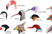 IIT Bombay Study Explores Non-Geographic Speciation Mechanisms