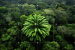 AI Helps Search for Endangered Plant’s Female Partner
