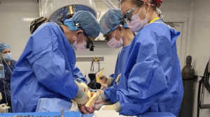 First Successful Pig Liver Transplant in Cancer Patient