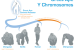 Study Reveals Rapid Evolution of Y Chromosome in Apes