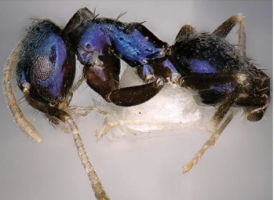 New Blue Ant Species Discovered in Eastern Himalayas