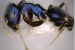 New Blue Ant Species Discovered in Eastern Himalayas