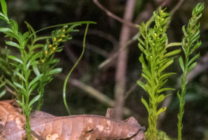 Fern’s Genome 50 Times Larger Than Human’s