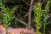 Fern’s Genome 50 Times Larger Than Human’s