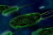 Arctic Ice Giant Viruses May Slow Melting by Eating Algae