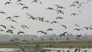 Bihar Bird Sanctuaries Gain International Ramsar Status
