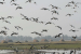 Bihar Bird Sanctuaries Gain International Ramsar Status