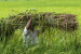 Haryana Removes Age Cap on Farmer Aid Scheme