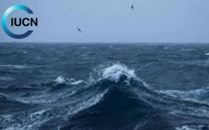 What Is the Importance of the High Seas Biodiversity Treaty?