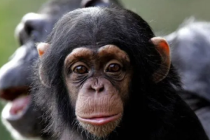 Tiny Great Ape Species Discovered from 11 Million Years Ago