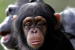 Tiny Great Ape Species Discovered from 11 Million Years Ago