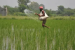 Why Is India a Leading Nitrous Oxide Emitter?