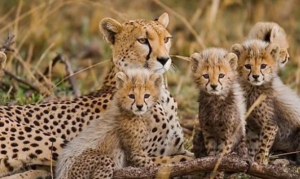 Why Reintroduce Cheetahs to Gandhi Sagar Sanctuary?