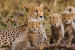 Why Reintroduce Cheetahs to Gandhi Sagar Sanctuary?
