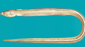 New Snake Eel Species Discovered in Odisha