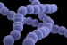 Japan On High Alert as STSS Infections Surge