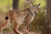 Iberian Lynx Conservation Status Upgraded to Vulnerable