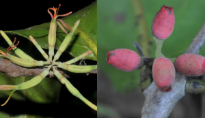 Indian Scientists Discover Two New Plant Species