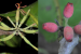 Indian Scientists Discover Two New Plant Species