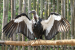 World’s First Asian King Vulture Center – Uttar Pradesh