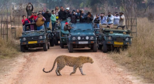 South India’s First Leopard Safari Opens at Bannerghatta