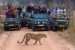 South India’s First Leopard Safari Opens at Bannerghatta
