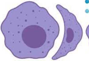 What is Macrophage?