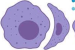 What is Macrophage?
