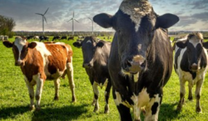 Denmark Imposes the World’s First Carbon Tax on Livestock Emissions