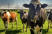 Denmark Imposes the World’s First Carbon Tax on Livestock Emissions