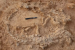 41,000-Year-Old Ostrich Nest Found in Andhra Pradesh