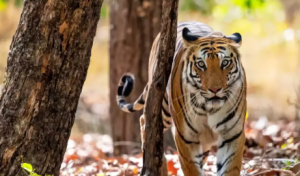 India Becomes the First Country to Prepare Full List of Fauna