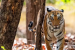 India Becomes the First Country to Prepare Full List of Fauna
