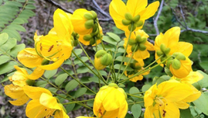 What is ‘Senna spectabilis’?