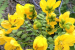 What is ‘Senna spectabilis’?