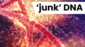 What is ‘junk’ DNA? – Current Updates (July, 2024)