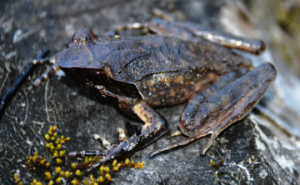 New Horned Frog Species Discovered in Northeast India