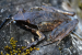 New Horned Frog Species Discovered in Northeast India