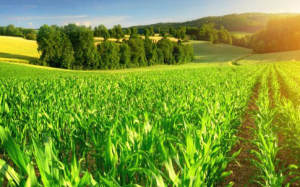 Maharashtra Wins Best Agriculture State Award 2024