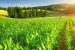 Maharashtra Wins Best Agriculture State Award 2024
