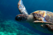 India to ratify High Seas Treaty: Recent Agreement and Significance