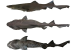 New Deep-Water Shark Species Discovered in Kerala