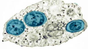 Wolbachia Bacteria