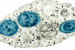 Wolbachia Bacteria