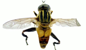 Two Flower Fly Species Reported from Kerala for the First Time
