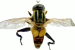 Two Flower Fly Species Reported from Kerala for the First Time