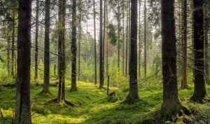 India Ranks Third in Global Forest Area Gains