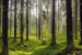 India Ranks Third in Global Forest Area Gains
